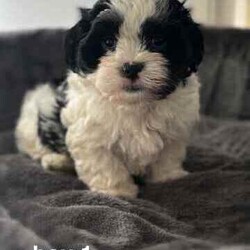 Maltese Shih Tzu Puppies/Maltese Shih Tzu/Both/Younger Than Six Months,We have 4 cuddly Maltese Shih Tzu Puppies available. 2 Males and 2 Females born on the 31st May and will be ready to go to their forever homes on Friday 26th July when they are 8 weeks of age.We have:1 Black and White Male1 Brown and White Male2 Tan and White FemalesOur puppies have been Health Checked, Vaccinated and Microchipped. All documentation including Health Check Certificate, Vaccination Records and Microchipping Paperwork will be supplied. They are up to date with worming and flea treatment.They have been raised in a family environment and have been brought up with kids and other animals so they will adjust well in any home.If you are interested in adding a bundle of joy to your family please contact me, I look forward to hearing from you.Breeder Registration Number: DACO246603