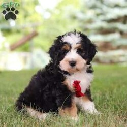 George/Mini Bernedoodle									Puppy/Male	/8 Weeks,Say hello to George, the sweetest Mini Bernedoodle puppy who embodies the perfect blend of sweetness and spunk. With a soft wavy hair coat, he is an absolute joy to snuggle, his round expressive eyes twinkle with curiosity and intelligence, revealing a playful spirit that’s ready for any adventure. He is bursting with energy and love spend a little time with him and you will have found your new bestie! 