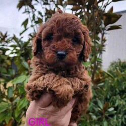 CAVOODLE- 2x Female 2x Male Available Aug 4th /Cavoodle/Both/Younger Than Six Months,Our gorgeous Puppies have been wormed from 2 weeks of age & will be continually wormed until they go to their forever homes.All puppies have had their Vet Health check 1st Vaccination, Microchipped & come with a perfect bill of health.Our Babies have been raised in our home with lots of love & attention and are extremely sociable and playful.We provide a pack to take home with Puppy Food, blanket with mum's smell, puppy toys to make the transition to their new home easier, also Puppy Vaccination certificate with vet history - and a worming schedule to continue at home.Your welcome to come see the puppies in Melton 3337, or we are happy to face time if easier.