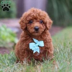 Auburn/Miniature Poodle									Puppy/Male	/8 Weeks,Introducing Auburn! This Mini Poodle cutie is a bundle of joy wrapped in fur. With his heart-melting eyes and fluffy ears, he is ready to steal your heart from the moment you meet him. This darling boy thrives on attention and playtime. Whether it’s a game of fetch or a snuggle session on the couch, he is always up for some fun and cuddles. His infectious energy and bubbly personality make every moment spent with him an absolute delight. With his soft, wiggly tail and endless enthusiasm, she will quickly become the center of attention wherever he goes. Get ready to embark on countless adventures and make cherished memories with this lovable little companion by your side.