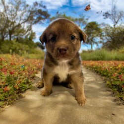 Adopt a dog:Neptune/Mixed Breed/Male/Baby,THE FOLLOWING PET IS FOSTERED IN COLORADO BUT AVAILABLE FOR TRANSPORT!!! Details below...

Meet Neptune, the sweetest boy you'll ever meet! Born on May 28th during a tumultuous tornado in Texas, Neptune and his six siblings, along with their devoted mama, were rescued from a challenging hoarding situation just hours after birth. Despite his rocky start, Neptune has grown into a loving and affectionate companion who adores human interaction.

Currently thriving in a nurturing foster home in Fort Collins, Colorado, Neptune is cherished for his gentle nature and playful spirit. He loves cuddles and enjoys playtime, always eager to engage with his favorite toys or snuggle up for a cozy nap.

If you're ready to welcome this affectionate and lovable boy into your life, Neptune is eagerly waiting to meet you. Could you be the one to provide Neptune with the loving forever home he deserves, filled with warmth, affection, and endless companionship?

OUR DOGS ARE FOSTERED IN TEXAS OR COLORADO BUT AVAILABLE FOR ADOPTION AND TRANSPORT OUT OF STATE. Read below for more information.

All of our dogs are located in a foster home in Texas or Colorado. Our dogs are transported to a predetermined location agreed upon by the rescue. The adoption contract and fee are finalized prior to transport. As a Mutts N Such direct adoption, the adoption interview/meet and greet occurs on video call (Skype, FB Messenger call, Facetime, etc).

Our out of state adoption fee is $350 plus transport (varies by location). This fee includes all current vaccinations, deworming, a registered microchip, fecal analysis, spay/neuter for pets 6 months & older, and a heartworm test if over 6 months old. All dogs will be current on flea/heartworm prevention. A health exam will be completed and a certificate issued by a veterinarian within 10 days. If you are interested in adopting, please complete our application:

https://petstablished.com/adoption_form/57167/generic