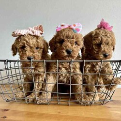 Beautiful cavoodles/Cavoodle/Female/Younger Than Six Months,We have our beautiful, healthy and intelligent second generation cavoodles, 3 girls and 2 boys available. They were born on 7th of June.Mum is medium cavoodle and dad is dark red toy poodle, both smart, healthy and amazing dogs.Please message me if you are interested or have any questions.Serious buyers only!South East Queensland 