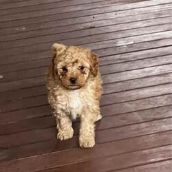 Toy poodle for sale/Poodle (Toy)/Female/Younger Than Six Months,