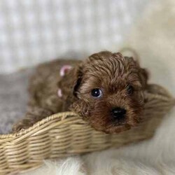 Adopt a dog:3 x F1 Toy Cavoodles (DNA Clear) Free Delivery Sydney//Both/Younger Than Six Months,3 x beautiful first generation Toy Cavoodle puppies available to a loving home. Ready to go from 1st August and we can deliver to Sydney that date.1 x male2 x femalesPuppies come :- With first round of vaccinations & microchipped- Vet check report- 6 weeks free pet insurance- Not desexed- Wormed every 2 weeksThe puppies have been raised indoors and outdoors, and around children and other puppies.The mother is an 7kg DNA tested ruby King Charles Cavalier (DNA tested), the father is a 3.7kg Ruby Red Toy Poodle (DNA Clear). We own both parents and I can send photos of parents on request.Once our puppies leave, we:- Would love to see updates!- Offer a rehoming policy- Offer a 18 month health guarantee- Have a Facebook page you can stay in touch or see other puppies we have bred- Offer support and are free to talk at any time throughout your puppies lifeWe are located in Nyngan NSW, can get to Dubbo at any stage. Road transport is usually organised from Dubbo. There will be free transport to Sydney, with a chosen meeting location and time. Happy to arrange other freight at buyers expense, flights from Sydney to another capital city are usually around $300Full members of AAPDB: 16947BIN: B000738270We have a website & Facebook page Country Canine Co. Please look on our Facebook group Country Canine Co. Families for photos of the previous litter as adults.