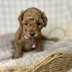 2 x Toy Poodles (DNA Clear) Free Delivery Sydney/Poodle (Toy)/Both/Younger Than Six Months,2 x beautiful purebred Toy Poodle puppies available to a loving home. Ready to go from 14th August and we can deliver to Sydney that date.1 x female1 x malePuppies come :- With first round of vaccinations & microchipped- Vet check report- 6 weeks free pet insurance- Not desexed- Wormed every 2 weeksThe puppies have been raised indoors and outdoors, and around children and other puppies.The mother is a red toy poodle 3.5kg (DNA clear), the father is a 3.7kg Ruby Red Toy Poodle (DNA Clear). We own both parents and I can send photos of parents on request.Once our puppies leave, we:- Would love to see updates!- Offer a rehoming policy- Offer a 18 month health guarantee- Have a Facebook page you can stay in touch or see other puppies we have bred- Offer support and are free to talk at any time throughout your puppies lifeWe are located in Nyngan NSW, can get to Dubbo at any stage. Road transport is usually organised from Dubbo. There will be free transport to Sydney, with a chosen meeting location and time. Happy to arrange other freight at buyers expense, flights from Sydney to another capital city are usually around $300Full members of AAPDB: 16947BIN: B000738270We have a website & Facebook page Country Canine Co. Please look on our Facebook group Country Canine Co. Families for photos of the previous litter as adults. 