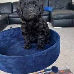 Toy F1B Cavoodle Pup./Cavoodle/Both/Younger Than Six Months,8 week old FB1 toy Cavoodles. Toy Poodle x Toy Cavoodle.Pups have had lots of socialising. Love and cuddles. All grown up with children ages from 5-23!1 x Red Boy (white stripe in chest) SOLD2 x Black Girls (1 Sold - Photos are of black girl still available)1 x Red Girl (smoother coat). SOLDViewing times available prior to purchase. Pick up only.-Vaccinated(up to date)-Wormed (2,4,6 and 8 weeks)-microchipped-Vet checkedLoving, playful and cuddly pups…Please contact for more details or viewing times.