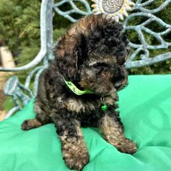 Adopt a dog:One boy and one girl Cavoodles available now./Cavoodle/Both/Younger Than Six Months,I have 3 x Cavoodle puppies F2 ready for their forever home! They are all beautiful unique colours with different markings.They all have their own personality as they love to play with their siblings and sit in your lap for cuddles too.They are adapting to the home environment and settle in quickly to their forever home. Their coat is super soft and won't want to stop the puppy cuddles once you start. They are progressing with their toilet training.All puppies come with their first vaccination and microchip.For more information, please contact Margaret