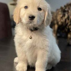 Adopt a dog:Most beautiful little of first generation golden retriever puppies/Golden Retriever/Both/Younger Than Six Months,Gorgeous little of first generation golden retriever puppies⭐️