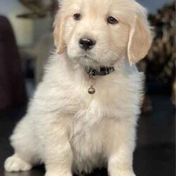 Adopt a dog:Most beautiful little of first generation golden retriever puppies/Golden Retriever/Both/Younger Than Six Months,Gorgeous little of first generation golden retriever puppies⭐️