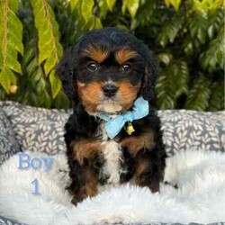 /Cavoodle/Both/Younger Than Six Months,We have a gorgeous litter of miniature Cavoodle puppies, READY TO GO NOW to their loving new homes.Our beautiful puppies are first generation, mum is a pure breed ruby cavalier King Charles spaniel and dad is a pure breed miniature poodle, DNA tested with Orivet, friendly, affectionate family pets both weigh around 8-9kilos and approximately 38cm in height.Cavoodles are the perfect breed for any family.These playful and cuddly puppies are microchipped, vaccinated 1st and 2nd, Vet checked and wormed/tick/flea treated and 6 weeks pet insurance.2 Male PuppiesVisits WelcomeRegistered breeder with the RPBA5648BIN0009435405445