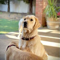 Adopt a dog:Most beautiful little of first generation golden retriever puppies/Golden Retriever/Both/Younger Than Six Months,Gorgeous little of first generation golden retriever puppies⭐️