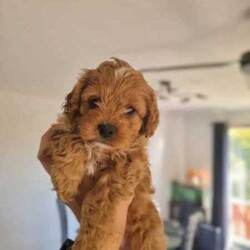 Adopt a dog:Adorable toy Cavoodle puppy for sale/Cavoodle/Female/Younger Than Six Months,If you are looking for a loving and playful addition to your family, this adorable toy Cavoodle puppy is the perfect choice. She is ready to find her forever home and bring joy to her new family.Details:- Breed: Toy Cavoodle (Both parents are Toy Cavoodles)- Date of Birth: June 2nd- Size: Small to Medium- Location: Everton Park, QLD- Registered Breeder: BIN0010452951110Health and Care:- Vaccinated- Microchipped- Vet-checked- Wormed- comes with a small care package: Blanket, twin pet bowl, toy, harness and lead setAbout the Puppy:- Super social and friendly- Almost toilet trained (ideal for homes with a backyard and a doggy door)- puppy videos:- https://www.dropbox.com/scl/fi/ytbt287fl5guebejfrhq0/Puppy-video-01.mp4?rlkey=36f1nm25t349h5rb6aqlalvgg&dl=0- https://www.dropbox.com/scl/fi/m3ks22llhokeq3hfh3f2y/Puppy-video-02.mp4?rlkey=kkl6l73jnli9dwzrhwjrd4xsj&dl=0Contact Information:For more details or to arrange a visit, please contact me at ******1351 or text me via SMS, WhatsApp or Gumtree . REVEAL_DETAILS 