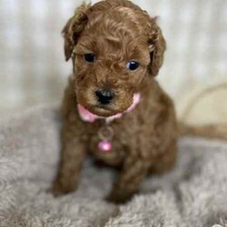 2 x Toy Poodles (DNA Clear) Free Delivery Sydney/Poodle (Toy)/Both/Younger Than Six Months,2 x beautiful purebred Toy Poodle puppies available to a loving home. Ready to go from 14th August and we can deliver to Sydney that date.1 x female1 x malePuppies come :- With first round of vaccinations & microchipped- Vet check report- 6 weeks free pet insurance- Not desexed- Wormed every 2 weeksThe puppies have been raised indoors and outdoors, and around children and other puppies.The mother is a red toy poodle 3.5kg (DNA clear), the father is a 3.7kg Ruby Red Toy Poodle (DNA Clear). We own both parents and I can send photos of parents on request.Once our puppies leave, we:- Would love to see updates!- Offer a rehoming policy- Offer a 18 month health guarantee- Have a Facebook page you can stay in touch or see other puppies we have bred- Offer support and are free to talk at any time throughout your puppies lifeWe are located in Nyngan NSW, can get to Dubbo at any stage. Road transport is usually organised from Dubbo. There will be free transport to Sydney, with a chosen meeting location and time. Happy to arrange other freight at buyers expense, flights from Sydney to another capital city are usually around $300Full members of AAPDB: 16947BIN: B000738270We have a website & Facebook page Country Canine Co. Please look on our Facebook group Country Canine Co. Families for photos of the previous litter as adults. 