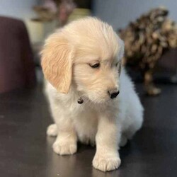 Adopt a dog:Most beautiful little of first generation golden retriever puppies/Golden Retriever/Both/Younger Than Six Months,Gorgeous little of first generation golden retriever puppies⭐️