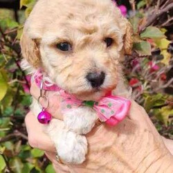 Poochon Puppies (Bichoodle)/Bichon Frise/Both/Younger Than Six Months,One boy and one girl Poochon puppy available to approved homes. The girl has the pink collar, she is apricot with chocolate ears, 4 white paws and a white chest. She is ever so striking. The little boy with the blue collar, is white with apricot markings on his face and back, making him a very handsome boy. Mum is a mini poodle and Dad is a Bichon Frise, and both parents are available for meet and greets :)These puppies are raised in our family home with other dogs, children and a cat. They are very well socialized and are treated like our own.Puppies have their first vaccine, are microchipped and given a full vet check at 6 weeks. You are welcome to call our vet if you have any concerns.Deposit is $1000, balance payable when puppies are 6 weeks old. The microchip will be registered directly into the new owners names. Puppies are available at 8 weeks. They go home with a generous puppy pack, and a life time of support from us. We also offer free holidays for your puppy with us, when you go on your own holidays.These puppies are inside dogs, whilst they love the outside for a play and a run, they need to be inside most of the time. They don't particularly like being home alone for hours on end, day after day. They suit families, singles, retirees etc. They can live in the conventional family home, a unit, caravan and retirement village. They are non-allergenic and do not shed their coats. They do need regular grooming. They are full of personality and are such fun little dogs. The girl will weight between 3-4 Kg, the boy between 4-5 kg. Their gentle nature makes them suitable for families with children.https://www.facebook.com/profile.php?id=61550932293839