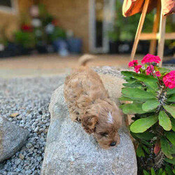 Adopt a dog:Adorable toy Cavoodle puppy for sale/Cavoodle/Female/Younger Than Six Months,If you are looking for a loving and playful addition to your family, this adorable toy Cavoodle puppy is the perfect choice. She is ready to find her forever home and bring joy to her new family.Details:- Breed: Toy Cavoodle (Both parents are Toy Cavoodles)- Date of Birth: June 2nd- Size: Small to Medium- Location: Everton Park, QLD- Registered Breeder: BIN0010452951110Health and Care:- Vaccinated- Microchipped- Vet-checked- Wormed- comes with a small care package: Blanket, twin pet bowl, toy, harness and lead setAbout the Puppy:- Super social and friendly- Almost toilet trained (ideal for homes with a backyard and a doggy door)- puppy videos:- https://www.dropbox.com/scl/fi/ytbt287fl5guebejfrhq0/Puppy-video-01.mp4?rlkey=36f1nm25t349h5rb6aqlalvgg&dl=0- https://www.dropbox.com/scl/fi/m3ks22llhokeq3hfh3f2y/Puppy-video-02.mp4?rlkey=kkl6l73jnli9dwzrhwjrd4xsj&dl=0Contact Information:For more details or to arrange a visit, please contact me at ******1351 or text me via SMS, WhatsApp or Gumtree . REVEAL_DETAILS 