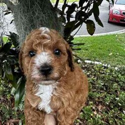 Adopt a dog:Gorgeous cavoodle pups!/Other/Male/Older Than Six Months,We have an adorable & tiny litter of Cavoodles at SydneyToyPoodles ranging from 2-9 weeks old & looking for their forever homes- All our puppies are vaccinated with a full health vet check from an award winning vet- All our puppies are wormed & microchipped & come with registration forms & all other appropriate paperwork- Puppy care package- DNA profiled parents ensuring there is no hereditary health problems- Toilet trained- We provide you with 2 years on going support, if you ever need us we’re one phone call away!The cavoodle is a hybrid of a cavalier king charles spaniel and a poodle toy. The Cavoodle is a lively and very affectionate companion. They enjoy being part of the family unit and love to participate in the activities of the day. Cavoodles have a very gentle nature and can make wonderful companions for children. They can adapt to living in a small home or apartment as long as they receive adequate daily exercise.Weight/Height Range5-12kg and 25- 38cm depending on the breed of the parents. Parents are less than 4kg.Please keep in mind -If a puppy price sounds too good to be true, their welfare is likely to have been compromised at some point to make that possible!Also bear in mind that even though a puppy seems expensive, the upfront cost is just a tiny fraction of how much you’ll have to pay to keep them over their lifetime.For serious enquires or to organise for a FaceTime or meetup, please call or messageotherwise please free to visit our Instagram to keep up to date with future littersAAPDB- 17090Microchip no - 900012456347701