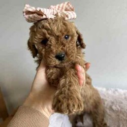 Beautiful cavoodles/Cavoodle/Female/Younger Than Six Months,We have our beautiful, healthy and intelligent second generation cavoodles, 3 girls and 2 boys available. They were born on 7th of June.Mum is medium cavoodle and dad is dark red toy poodle, both smart, healthy and amazing dogs.Please message me if you are interested or have any questions.Serious buyers only!South East Queensland 