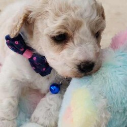 Poochon Puppies (Bichoodle)/Bichon Frise/Both/Younger Than Six Months,One boy and one girl Poochon puppy available to approved homes. The girl has the pink collar, she is apricot with chocolate ears, 4 white paws and a white chest. She is ever so striking. The little boy with the blue collar, is white with apricot markings on his face and back, making him a very handsome boy. Mum is a mini poodle and Dad is a Bichon Frise, and both parents are available for meet and greets :)These puppies are raised in our family home with other dogs, children and a cat. They are very well socialized and are treated like our own.Puppies have their first vaccine, are microchipped and given a full vet check at 6 weeks. You are welcome to call our vet if you have any concerns.Deposit is $1000, balance payable when puppies are 6 weeks old. The microchip will be registered directly into the new owners names. Puppies are available at 8 weeks. They go home with a generous puppy pack, and a life time of support from us. We also offer free holidays for your puppy with us, when you go on your own holidays.These puppies are inside dogs, whilst they love the outside for a play and a run, they need to be inside most of the time. They don't particularly like being home alone for hours on end, day after day. They suit families, singles, retirees etc. They can live in the conventional family home, a unit, caravan and retirement village. They are non-allergenic and do not shed their coats. They do need regular grooming. They are full of personality and are such fun little dogs. The girl will weight between 3-4 Kg, the boy between 4-5 kg. Their gentle nature makes them suitable for families with children.https://www.facebook.com/profile.php?id=61550932293839