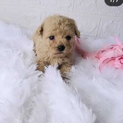 Bichoodle pups Toy and Teacup/Bichon Frise/Both/Younger Than Six Months,1 teacup bichoodle $5000rest toy size. $2000Mum is 3.5kg and Dad is 1.8kgPlease call me if interested.They have low~shedding coats, are soft cuddly and sweet natured pups.Very easy to train and are crate trained and have basic toilet training. pups come with: Microchipped,first vaccination, health checked, treated with advocate monthly, a copy of parents DNA testing, gift pack,6weeks free pet insurance, assurance certificate,Desexing voucher, Thorough sales agreement with health guarantee, Support and advice, life time rehoming policy, And the reassurance you are buying from an ethical registered breeder and a registered business. Pups are located near Guyra NSW, Transport can be arranged, pick up welcome.Please have a look at our website and social media accounts for pictures and videos.Registered Breeder with FFFCDBFur and Family First Member Companion dog breeders INCno. KC108506BIN B000641352