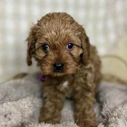 Adopt a dog:3 x F1 Toy Cavoodles (DNA Clear) Free Delivery Sydney//Both/Younger Than Six Months,3 x beautiful first generation Toy Cavoodle puppies available to a loving home. Ready to go from 1st August and we can deliver to Sydney that date.1 x male2 x femalesPuppies come :- With first round of vaccinations & microchipped- Vet check report- 6 weeks free pet insurance- Not desexed- Wormed every 2 weeksThe puppies have been raised indoors and outdoors, and around children and other puppies.The mother is an 7kg DNA tested ruby King Charles Cavalier (DNA tested), the father is a 3.7kg Ruby Red Toy Poodle (DNA Clear). We own both parents and I can send photos of parents on request.Once our puppies leave, we:- Would love to see updates!- Offer a rehoming policy- Offer a 18 month health guarantee- Have a Facebook page you can stay in touch or see other puppies we have bred- Offer support and are free to talk at any time throughout your puppies lifeWe are located in Nyngan NSW, can get to Dubbo at any stage. Road transport is usually organised from Dubbo. There will be free transport to Sydney, with a chosen meeting location and time. Happy to arrange other freight at buyers expense, flights from Sydney to another capital city are usually around $300Full members of AAPDB: 16947BIN: B000738270We have a website & Facebook page Country Canine Co. Please look on our Facebook group Country Canine Co. Families for photos of the previous litter as adults.