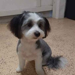 Shmoodle pups (Maltese x Shih Tzu x Mini Poodle)//Both/Younger Than Six Months,Shmoodle PupsBorn 3/6/2024Ready for new home 29/7/2024Wormed every 2 weeksVet checked, vaccinated and microchippedMales $18001 x Black and White1 x Black, white and brown2 x CreamFemales $20001 x Apricot1 x Black and WhiteVery placid puppies, lay on back, can trim eyes and bottom, worm, wash etc. Have previously been sold and currently as support dogs.Bin. 0006034592951RPBA. 4836Mum pictured(Silver and White Maltese x Shih Tzu) 6.4kgsDad pictured(Apricot Mini Poodle) 4.5kgs