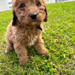 Cavoodle Puppies First Gen Ready for a new home!!/Cavoodle/Both/Younger Than Six Months,Cavoodle puppies first generation 8 weeks old ready for a new home!!Microchipped and vaccinatedX3 boysX1 GirlMother: Lexi (King Charles cavalier Purebred)Dad (Toy Poodle)Can meet the puppies in Parkwood Goldcoastregistered breeder and responsible pet breeders member (RPB)prefer call or textRonald ******7422 REVEAL_DETAILS Bill ******8950 REVEAL_DETAILS 