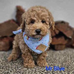 Adopt a dog:Miniature f2b labradoodles. READY NOW //Both/Younger Than Six Months,Jessie and Charlie have had a gorgeous litter of f2b miniature Labradoodles , we have 5 females available and 2 males looking for their forever homes .Dob - 20.05.24Ready for new homes - 20.7.24Mum is a miniature Labradoodle and dad is a miniature poodle .Both parents are DNA tested and cleared of all genetic diseases, which means puppies will have no health issues caused by either breed .Mum - 14 kgsDad - 4.5kgPuppies will come mircochipped, vaccinated, and wormed fortnightly from 2 weeks of age . They will also come with a full health report and vet check .Puppies will also come with a puppy pack of some essentials they need to get settled into their new homes and an information pack on how to care for your puppy .These puppies are expected to grow between 10 and 13kgs and have a shaggy coat . We do ship our puppies interstate at buyers' expenses, which we can organise for new families , facetime calls are also offered once a week for our families that live interstate so they can see their puppy grow .Labradoodles are a loving companion, and because of their hypo-allergenic coat, they are great for allergie suffers and inside pets as they don't shed hair . They are also extremely intelligent, with gentle temperaments.We are starting to work with a puppy coach who works with training the puppies from 7 weeks of age . They will come toilet trained and know basic commands.Our puppies are started on the best nutritional diet , which consists of lyka human grade food and black hawk kibble . We will also provide our new families with a starter pack of food and further discount codes if you choose to stay on lyka .Please, no time wasters ! Talk to family members before reaching out to make sure having a puppy is the right thing for the family, and everyone is ready to take the next step . We put a lot of time and money into our pets and litters to make sure our puppies have the best start to life .We are proud to announce that we are right paw verified .Bin0005540617508Ncpi 9002654