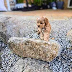 Adopt a dog:Adorable toy Cavoodle puppy for sale/Cavoodle/Female/Younger Than Six Months,If you are looking for a loving and playful addition to your family, this adorable toy Cavoodle puppy is the perfect choice. She is ready to find her forever home and bring joy to her new family.Details:- Breed: Toy Cavoodle (Both parents are Toy Cavoodles)- Date of Birth: June 2nd- Size: Small to Medium- Location: Everton Park, QLD- Registered Breeder: BIN0010452951110Health and Care:- Vaccinated- Microchipped- Vet-checked- Wormed- comes with a small care package: Blanket, twin pet bowl, toy, harness and lead setAbout the Puppy:- Super social and friendly- Almost toilet trained (ideal for homes with a backyard and a doggy door)- puppy videos:- https://www.dropbox.com/scl/fi/ytbt287fl5guebejfrhq0/Puppy-video-01.mp4?rlkey=36f1nm25t349h5rb6aqlalvgg&dl=0- https://www.dropbox.com/scl/fi/m3ks22llhokeq3hfh3f2y/Puppy-video-02.mp4?rlkey=kkl6l73jnli9dwzrhwjrd4xsj&dl=0Contact Information:For more details or to arrange a visit, please contact me at ******1351 or text me via SMS, WhatsApp or Gumtree . REVEAL_DETAILS 