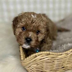 Adopt a dog:3 x F1 Toy Cavoodles (DNA Clear) Free Delivery Sydney//Both/Younger Than Six Months,3 x beautiful first generation Toy Cavoodle puppies available to a loving home. Ready to go from 1st August and we can deliver to Sydney that date.1 x male2 x femalesPuppies come :- With first round of vaccinations & microchipped- Vet check report- 6 weeks free pet insurance- Not desexed- Wormed every 2 weeksThe puppies have been raised indoors and outdoors, and around children and other puppies.The mother is an 7kg DNA tested ruby King Charles Cavalier (DNA tested), the father is a 3.7kg Ruby Red Toy Poodle (DNA Clear). We own both parents and I can send photos of parents on request.Once our puppies leave, we:- Would love to see updates!- Offer a rehoming policy- Offer a 18 month health guarantee- Have a Facebook page you can stay in touch or see other puppies we have bred- Offer support and are free to talk at any time throughout your puppies lifeWe are located in Nyngan NSW, can get to Dubbo at any stage. Road transport is usually organised from Dubbo. There will be free transport to Sydney, with a chosen meeting location and time. Happy to arrange other freight at buyers expense, flights from Sydney to another capital city are usually around $300Full members of AAPDB: 16947BIN: B000738270We have a website & Facebook page Country Canine Co. Please look on our Facebook group Country Canine Co. Families for photos of the previous litter as adults.