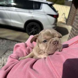 Pedigree mdba Isabella French bulldog/French Bulldog/Female/Younger Than Six Months,Pedigree mdba Isabella French bulldog femaleRare colour and perfect structureWe have been holding this girl to keep her to breed but we have purchased another property so will have to keep one from the next litterAya Isabella carry coco and creamNew shade makerWe are a small in house breeder that breed the best from the best.All puppies have grown up with kids and babies as well as cats.Puppy pack provided and provide a life long support for you and your pup. We have many references for you to contact as well :)This is pet price only please send me a message for mainsMore photos can be found at Nonphixion French bulldogs on Facebook and InstagramRegistered mdba breeders 21895