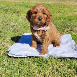 Adopt a dog:Cavoodle Puppies. 1st Gen Cavalier King Charles Spaniel X Mini Poodle/Cavoodle/Male/Younger Than Six Months,Ready for their new homes now!We have a beautiful litter of red and white male cavoodle puppies for sale. They will be ready for their new homes on the 26th July when they are 8 weeks old. They are vibrant healthy pups who have all had a vet health check, 1st vaccination and have been microchipped.Mum is a purebred Cavalier King Charles Spaniel and Dad is a purebred red Minature Poodle making these puppies the sought after 1st Generation cross. Both mum and dad have a very kind and gentle nature and are loved members of the family. They have both been DNA tested from Orivet.Our cavoodles make great family pets and have been carefully and lovingly raised to ensure they have the best possible start to life. They all come with a puppy pack to get them started in their new home.Pink Ribbon Male $1500Purple Ribbon Male SOLDRed Ribbon Male SOLDBlue Ribbon Male SOLDNo ribbon Male $1500Price is negotiable for the right home.Please feel free to contact Rebecca on ******** 798 or Simon on ******** 519 or send a gumtree message for more information or to arrange a viewing at our home. Free delivery to Brisbane, Gold Coast and Sunshine Coast can be arranged. Interstate enquiries welcome. REVEAL_DETAILS RBPA 8418