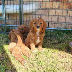 Adopt a dog:Cavoodle Puppies. 1st Gen Cavalier King Charles Spaniel X Mini Poodle/Cavoodle/Male/Younger Than Six Months,Ready for their new homes now!We have a beautiful litter of red and white male cavoodle puppies for sale. They will be ready for their new homes on the 26th July when they are 8 weeks old. They are vibrant healthy pups who have all had a vet health check, 1st vaccination and have been microchipped.Mum is a purebred Cavalier King Charles Spaniel and Dad is a purebred red Minature Poodle making these puppies the sought after 1st Generation cross. Both mum and dad have a very kind and gentle nature and are loved members of the family. They have both been DNA tested from Orivet.Our cavoodles make great family pets and have been carefully and lovingly raised to ensure they have the best possible start to life. They all come with a puppy pack to get them started in their new home.Pink Ribbon Male $1500Purple Ribbon Male SOLDRed Ribbon Male SOLDBlue Ribbon Male SOLDNo ribbon Male $1500Price is negotiable for the right home.Please feel free to contact Rebecca on ******** 798 or Simon on ******** 519 or send a gumtree message for more information or to arrange a viewing at our home. Free delivery to Brisbane, Gold Coast and Sunshine Coast can be arranged. Interstate enquiries welcome. REVEAL_DETAILS RBPA 8418