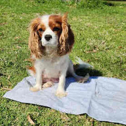 Adopt a dog:Cavoodle Puppies. 1st Gen Cavalier King Charles Spaniel X Mini Poodle/Cavoodle/Male/Younger Than Six Months,Ready for their new homes now!We have a beautiful litter of red and white male cavoodle puppies for sale. They will be ready for their new homes on the 26th July when they are 8 weeks old. They are vibrant healthy pups who have all had a vet health check, 1st vaccination and have been microchipped.Mum is a purebred Cavalier King Charles Spaniel and Dad is a purebred red Minature Poodle making these puppies the sought after 1st Generation cross. Both mum and dad have a very kind and gentle nature and are loved members of the family. They have both been DNA tested from Orivet.Our cavoodles make great family pets and have been carefully and lovingly raised to ensure they have the best possible start to life. They all come with a puppy pack to get them started in their new home.Pink Ribbon Male $1500Purple Ribbon Male SOLDRed Ribbon Male SOLDBlue Ribbon Male SOLDNo ribbon Male $1500Price is negotiable for the right home.Please feel free to contact Rebecca on ******** 798 or Simon on ******** 519 or send a gumtree message for more information or to arrange a viewing at our home. Free delivery to Brisbane, Gold Coast and Sunshine Coast can be arranged. Interstate enquiries welcome. REVEAL_DETAILS RBPA 8418