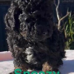 Tiny Toy poodle babies/Poodle (Toy)/Both/Younger Than Six Months,We have 5 beautiful toy poodle puppies that are 6 weeks old. They’re raised in a loving home and have been socialised with other dogs, other puppies and cats. Theses pups are ready NowTaken Deposits now. Ready for forever homes when they’re 8 weeksFacetimes or in person visits can be arranged, before picking or putting a deposit on babies.Dad is a Brown toy poodle 3.5kgMum is a a red toy poodle 4.5kgWe have 2 Females and 3 males availableHappy (Female) (Black)Sleepy (Female) (Black)Doc (Male) (Pantom)Sneezy (Male) (Pantom with white chest)Grumpy (Male) (Black)Each Puppy will come with a puppy pack, That’ll includeBlanketCollarTreatsSample Puppy FoodA ToyPoop Bagsa few Puppy Pads for travel homePhotos album of there first 8 weeksFolder with dog information.Vaccination papersMictrochip papersPuppies will also bewormed (every 2 week since 2 weeks old)First VaccinationMicrochipedStarting to potty train on indoor grass mats.Can be bought at kmart or bunnyings (recommended).