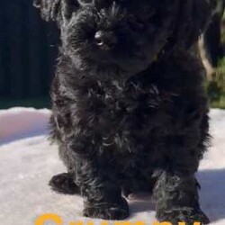 Tiny Toy poodle babies/Poodle (Toy)/Both/Younger Than Six Months,We have 5 beautiful toy poodle puppies that are 6 weeks old. They’re raised in a loving home and have been socialised with other dogs, other puppies and cats. Theses pups are ready NowTaken Deposits now. Ready for forever homes when they’re 8 weeksFacetimes or in person visits can be arranged, before picking or putting a deposit on babies.Dad is a Brown toy poodle 3.5kgMum is a a red toy poodle 4.5kgWe have 2 Females and 3 males availableHappy (Female) (Black)Sleepy (Female) (Black)Doc (Male) (Pantom)Sneezy (Male) (Pantom with white chest)Grumpy (Male) (Black)Each Puppy will come with a puppy pack, That’ll includeBlanketCollarTreatsSample Puppy FoodA ToyPoop Bagsa few Puppy Pads for travel homePhotos album of there first 8 weeksFolder with dog information.Vaccination papersMictrochip papersPuppies will also bewormed (every 2 week since 2 weeks old)First VaccinationMicrochipedStarting to potty train on indoor grass mats.Can be bought at kmart or bunnyings (recommended).