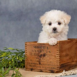 Scarlett/Bichon Frise									Puppy/Female	/7 Weeks,Are you ready to welcome a new puppy into your family? Scarlett is a cute and cuddly Bichon Frise puppy! Up to date on shots & wormer , vet checked, Family raised and is socialized with kids.  If you want to learn more about Scarlett to see how to make this sweet pup yours, please call paw Tale Puppies  today.