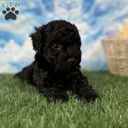 Minnie/Miniature Poodle									Puppy/Female	/7 Weeks,Hey There, My name is Minnie! I am a very beautiful female Toy Poodle puppy! I was born on June 7th, 2024. I am such a sweet and playful little girl! I’m looking for my new family, could that be with you? If you choose me I will come home to you vet checked with my vaccinations and deworming up to date and I will also be microchipped. If you think that I would make the perfect little addition to your family, then please call or text to find out more information about me! I am located in Canton, Ohio! 