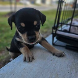 Adopt a dog:Polly Gray/Chiweenie/Female/Baby,*Polly is being fostered in Austin, TX but can be transported to other areas of Texas or the Eastern states for adoption.* 
*All breeds are educated guesses and not guaranteed.*

Meet Polly Gray! Polly is the smallest of her littermates in terms of size, but her huge personality is what we really love about her!

Polly Gray is small but feisty! Her little body is jam-packed full of personality and charm. This little girl knows who is boss when it comes to playing with her siblings! It is her!

Polly loves to play with her siblings and to receive love from her humans. We think she may slightly prefer human love than doggie play, but she's happy with both!