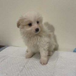 pomeranian puppies looking for their new home/Pomeranian/Both/Younger Than Six Months,I have 6 puppies looking for their new home, they come microchipped and vaccinated and wormed fortnightly, currently training them on puppy pads.d.o.b 4th june 2024.pic 1 male, creampic 2 female, cream and whitepic 3 male, sablepic 4 female, cream and whitepic 5 male, creampic 6 female, blackif interested text me on ******** 010. REVEAL_DETAILS pick up only, no freight.