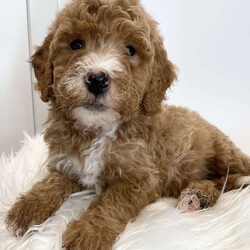 Teddy/Mini Goldendoodle									Puppy/Male	/9 Weeks,Meet Teddy! So precious and so cute and loved and taken well care of daily by us and our three little children and we are looking for a sweet family who will do this as well and provide for him a loving environment. He has a very sweet and chill personality, but will also love to run and play with you. We are excited to mention that both parents have been genetic health tested and are clear so you can rest assure on the thought of having a healthy companion. Mommy is a 28 pound goldendoodle F1. Daddy is a 15 pound miniature poodle. If you are interested in adopting, please feel free to inquire at any time and ask any questions you might have. Thank you.