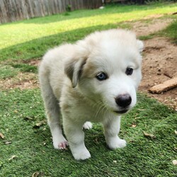 Adopt a dog:Denali AL/Great Pyrenees/Female/Baby,We're the Alaskan litter of 5 boys and 1 girl.
Our mom is a Husky and dad a Great Pyrenees. With our stunning blue eyes and thick, fluffy, long hair, we're sure to turn heads wherever we go.
As we already weigh 12-18lbs, we'll probably be 70+lbs.
We LOVE water!! Whether it's playing in the pool or splashing around in our water bowls, we always have a blast getting wet. 
We are happy, playful, love to snuggle and very talkative puppies!

Special Note- Due to being found under a porch, we had a fungal infection on some of our feet and tails.  The veterinarian believes this may have damaged our hair follicles, so our hair might not grow back in those areas. But that just makes us even more unique and special. 
We can't wait to find our forever homes where we can share our love, joy and playful spirit.

Are you ready to add some fluffy love to your life?

Local adoption fee is $250 (in TX)
Out of state adoption fee is $500 (includes transport to your area - $50 Temporary Fuel Charge will be added)