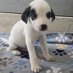 Adopt a dog:Ike Jum/Anatolian Shepherd/Male/Baby,We're the Reese's Pieces pups! We're little cups of sweetness, cuteness, and happy, wiggly, wagging butts!

We're Retriever mix pups and will have lots of energy and want to play with you! Take us outdoors, indoors, on walks, to the park, to the beach, anywhere!

Currently, we're getting caught up on all our medical paperwork so we all can be fully adopted when we hit the proper age! How exciting!

Don't forget about our momma Reese, she'd love to be adopted into a great home!

Local adoption fee is $250 (in TX)
Out of state adoption fee is $500 (includes transport to your area - $50 Temporary Fuel Charge will be added)