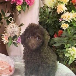 ADORABLE TRUE TINY TOY POODLE PUPPIES/Poodle (Toy)/Both/Younger Than Six Months,The adorable tiny Toy Poodle is such a loving loyal dog. They are the most intelligent out of all the dog breeds. These tiny babies are perfect for any dwelling and any person.Boy #1 is Teenie TinyThey have been well loved, wormed regularly since birth, vaccinated, microchipped and vet health checkedHealth guarantee providedAfterpay, Humm and Zip available