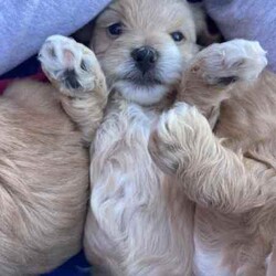 Maltese Shih Tzu x Toy Poodle (Shmoodle)/Other/Both/Younger Than Six Months,Ready for their loving homes!3 x boys2 x girlsMum - Maltese shih tzuDad - Toy PoodleOur puppies are known for their wonderful personalities, minimal shedding, and hypoallergenic coats, making them perfect for allergy sufferers.Happy to assist with transport.