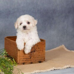 Sunkiss/Bichon Frise									Puppy/Female	/7 Weeks,Are you ready to welcome a new puppy into your family? Sunkiss is a cute and cuddly Bichon Frise puppy! Up to date on shots & wormer , vet checked, Family raised and is socialized with kids.  If you want to learn more about Sunkiss to see how to make this sweet pup yours, please call paw Tale Puppies  today.