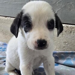 Adopt a dog:Ike Jum/Anatolian Shepherd/Male/Baby,We're the Reese's Pieces pups! We're little cups of sweetness, cuteness, and happy, wiggly, wagging butts!

We're Retriever mix pups and will have lots of energy and want to play with you! Take us outdoors, indoors, on walks, to the park, to the beach, anywhere!

Currently, we're getting caught up on all our medical paperwork so we all can be fully adopted when we hit the proper age! How exciting!

Don't forget about our momma Reese, she'd love to be adopted into a great home!

Local adoption fee is $250 (in TX)
Out of state adoption fee is $500 (includes transport to your area - $50 Temporary Fuel Charge will be added)