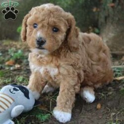 Rosey/Toy Poodle									Puppy/Female	/5 Weeks,Hey There, My name is Rosey! I am a very beautiful female ACA Toy Poodle puppy! I was born on June 19th, 2024. I am such a sweet and playful little girl! I am looking for my new family, could that be with you? If you choose me I will come home to you vet checked, up to date with vaccines & dewormer and microchipped. I also come with a 30 day health guarantee and AKC registration. My mom weighs 13 pounds and my dad weighs 10 pounds. If you think that I would make the perfect addition to your family, then please call or text to find out more information about me! I am located in Fresno, Ohio!