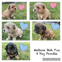 Maltese Shih Tzu x Toy Poodle (Shmoodle)/Other/Both/Younger Than Six Months,Ready for their loving homes!3 x boys2 x girlsMum - Maltese shih tzuDad - Toy PoodleOur puppies are known for their wonderful personalities, minimal shedding, and hypoallergenic coats, making them perfect for allergy sufferers.Happy to assist with transport.
