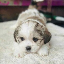 Lhaso Apso x Shitzu Puppies/Other/Both/Younger Than Six Months,Ready for their forever homes I would like to introduce my 6 stunning fur-babies. 3 boys and 3 girlsHypoallergenic non shedding.Trained to go toilet after each feed on and puppy mat inside and grass outside.Have been groomed and enjoy playing in the water and bath.Love to play and with older siblings, mum, dad and children, full of energy but love a cuddle and snuggle.Vaccinated, microchipped and wormed.Please come over and see these beautiful pups anytime if your looking for a new companion to your life